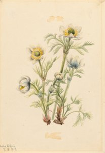 プルームアネモネ（Pulsatilla occidentalis）