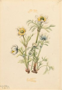 Plume Anemone Pulsatilla occidentalis, 1917. 作： Mary Vaux Walcott