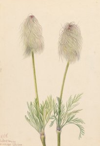 Plume Anemone Pulsatilla occidentalis, 1923. 作： Mary Vaux Walcott