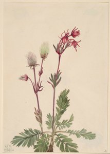 プレーリースモーク（Sieversia ciliata）