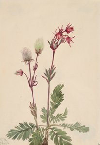 Prairie-Smoke Sieversia ciliata, 1921.