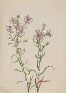Prairie Aster Aster campestris, 1923.