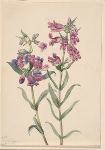 プレーリー・ペンテステモン（Pentstemon erianthera） 作： メアリーヴォーウォルコット