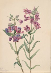 Prairie Pentstemon Pentstemon erianthera, 1923. 作： Mary Vaux Walcott