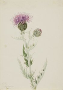 プレーリー・アザミ（Cirsium undulatum）