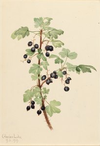 ウチワサボテン Ribes lacustre、1919 年。