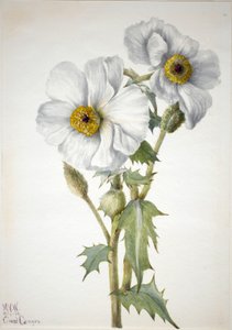 Prickly Poppy Argemone hispeda, 1936. 作： Mary Vaux Walcott