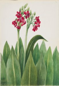 サクラソウ 作： Mary Vaux Walcott