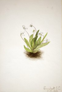 サクラソウ・バイオレット・ビオラ・プリムリフォリア 1918年 作： Mary Vaux Walcott