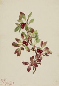 Ptarmiganberry Arctous alpina, 1922. 作： Mary Vaux Walcott
