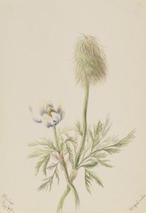 オクシデンタリス 作： Mary Vaux Walcott