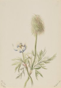 Pulsatilla occidentalis, 1899. 作： Mary Vaux Walcott