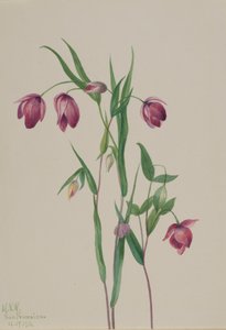 パープル フェアリー ランタン Calochortus anoenum、1936 年。 作： Mary Vaux Walcott