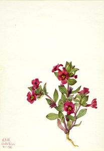 紫色のモンキーフラワー Mimulus bigelovii, 1935. 作： Mary Vaux Walcott