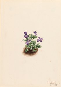 パープルマウンテンバイオレット Viola adunca, 1918.