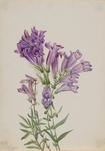 Purple Pentstemon Pentstemon lyallii, 1923. 作： Mary Vaux Walcott