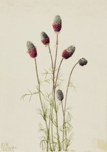 パープル・プレーリークラバー Petalostemon purpureum, 1927. 作： Mary Vaux Walcott