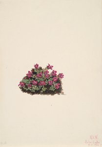 紫色のユキノシタ Saxifraga oppositifolia, 1924. 作： Mary Vaux Walcott
