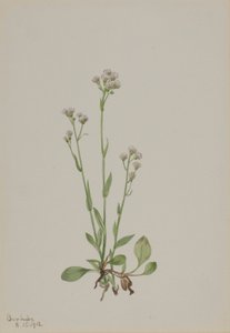 プッシー・トゥー（Antennaria racemosa）