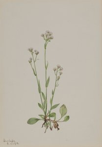 Pussy-Toes Antennaria racemosa, 1918. 作： Mary Vaux Walcott