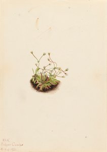 Pygmy Androsace Androsace subumbellata, 1921. 作： Mary Vaux Walcott