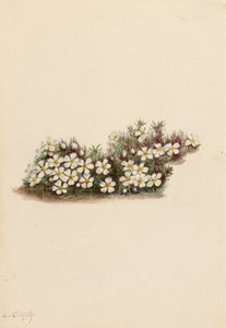 Pyxie Pyxidanthera barbulata、1919 年。 作： Mary Vaux Walcott