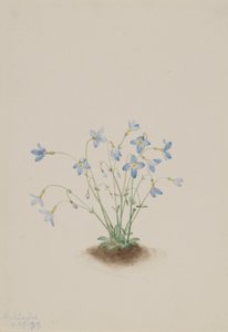 クエーカーレディー（Houstonia caerulea） 作： Mary Vaux Walcott