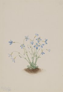 Quakerladies Houstonia caerulea, 1917. 作： Mary Vaux Walcott