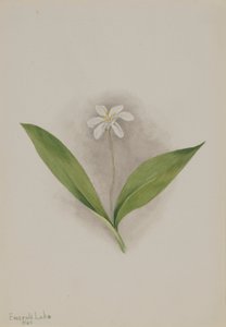 クリンソウ 作： Mary Vaux Walcott