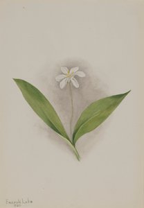 Queencup Clintonia uniflora, 1902. 作： Mary Vaux Walcott