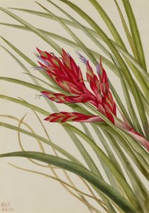 チランジアの葉（Tillandsia fasciculata） 作： Mary Vaux Walcott