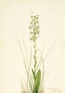ラグドフリンジオーキッド (Habenaria lacera) 作： Mary Vaux Walcott