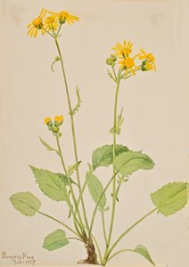 キーワード Senecio burkei, 1917. 作： Mary Vaux Walcott