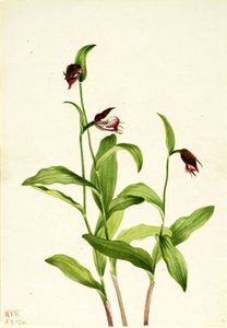 ラムズヘッド・レディーズ・スリッパー（Cypripedium arietinum） 作： Mary Vaux Walcott
