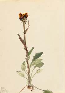 Rayless Groundsel Senecio pauciflorus, 1921. 作： Mary Vaux Walcott