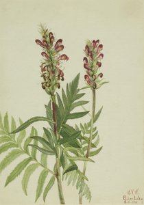 レッド・ヘルメット（Pedicularis bracteosa） 作： Mary Vaux Walcott