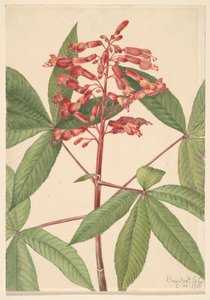 レッドバックアイ Aesculus pavia, 1918. 作： Mary Vaux Walcott