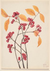 レッドチョークベリー (Aronia arbutifolia) 作： Mary Vaux Walcott