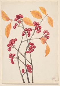 レッドチョークベリー Aronia arbutifolia, 1920. 作： Mary Vaux Walcott