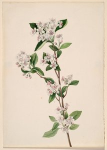 レッド チョークベリー アロニア アルブティフォリア、カリフォルニア州。 1920年代。