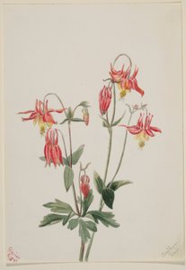 紅コロンバイン 作： Mary Vaux Walcott