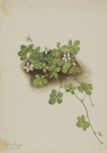 赤すぐり 作： Mary Vaux Walcott