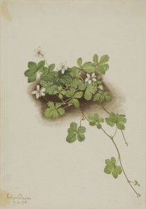 レッドデューベリー Rubus pedatus, 1918. 作： Mary Vaux Walcott