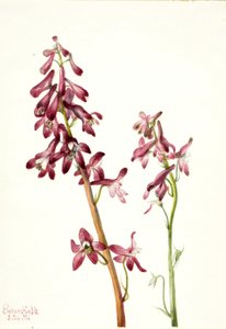 レッド・ラークスパー (Delphinium nudicale) 作： Mary Vaux Walcott