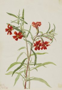 アカザ 作： Mary Vaux Walcott