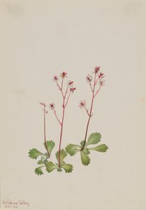 赤茎ユキノシタ Saxifraga lyallii、1916 年。