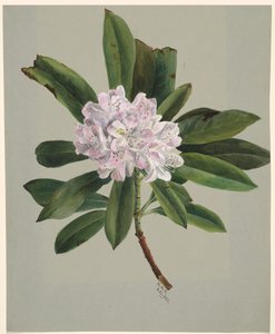 シャクナゲ シャクナゲ最大、1880 年。 作： Mary Vaux Walcott