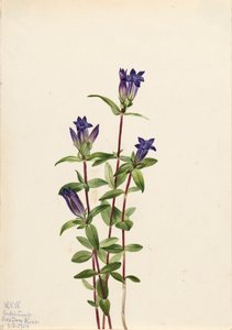 川岸のリンドウ リンドウのアフィニス、1924 年。 作： Mary Vaux Walcott