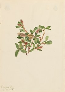 ロックウィロー Salix petrophila, 1917.