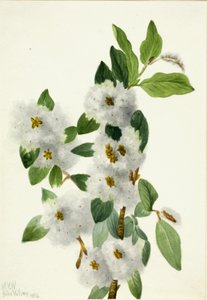 ロックウィロー Salix vestita, 1934. 作： Mary Vaux Walcott